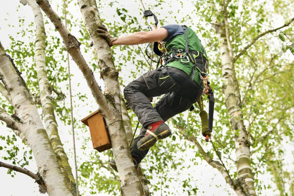 The worker on giant tree