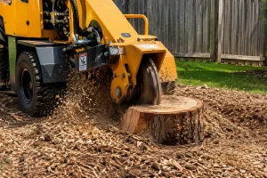 Stump Grinding Cost in Brisbane: What You’ll Actually Pay
