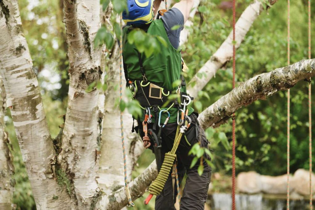 The worker on giant tree