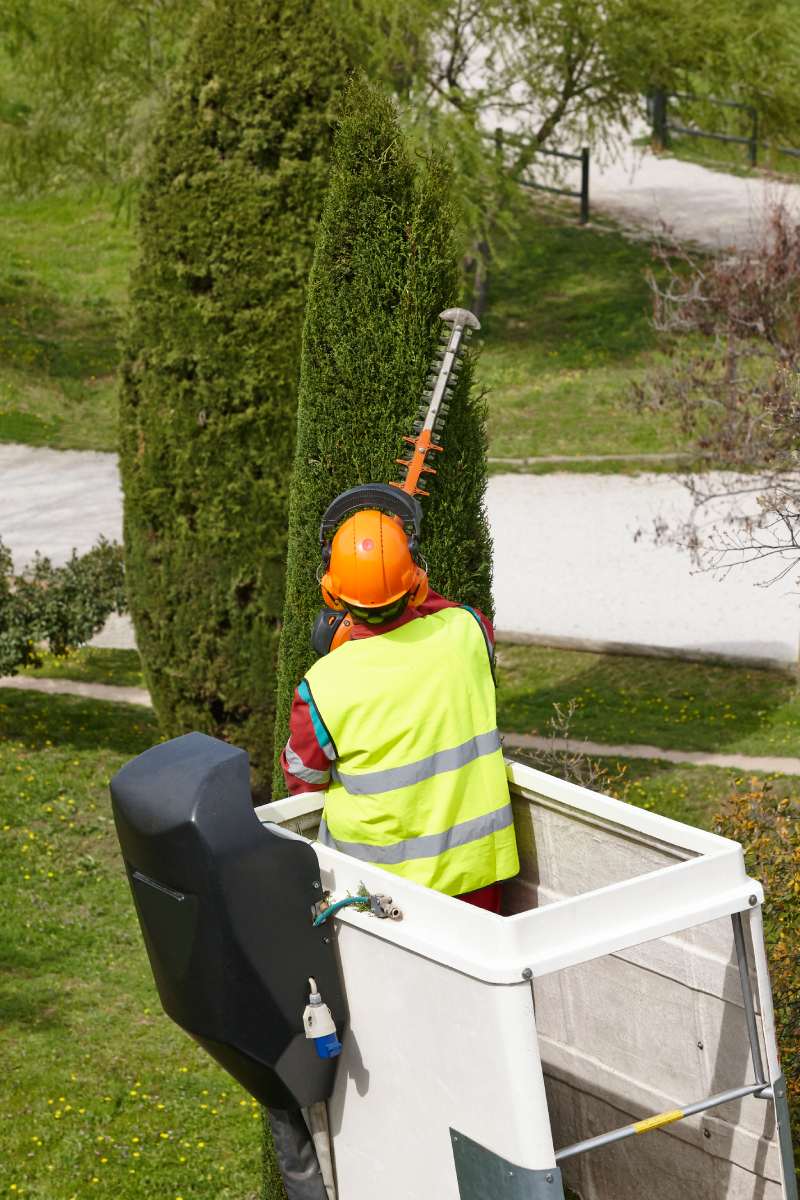 Equiped worker pruning a tree on a crane. Gardening works