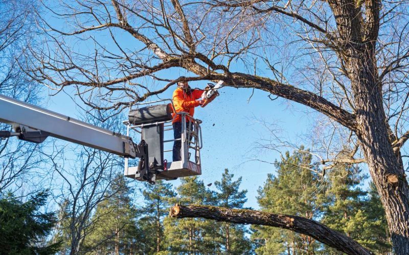 An arborist in an orange jacket uses a chainsaw from a boom lift to trim a large tree. The professional focuses on tree maintenance, ensuring safety and proper care.