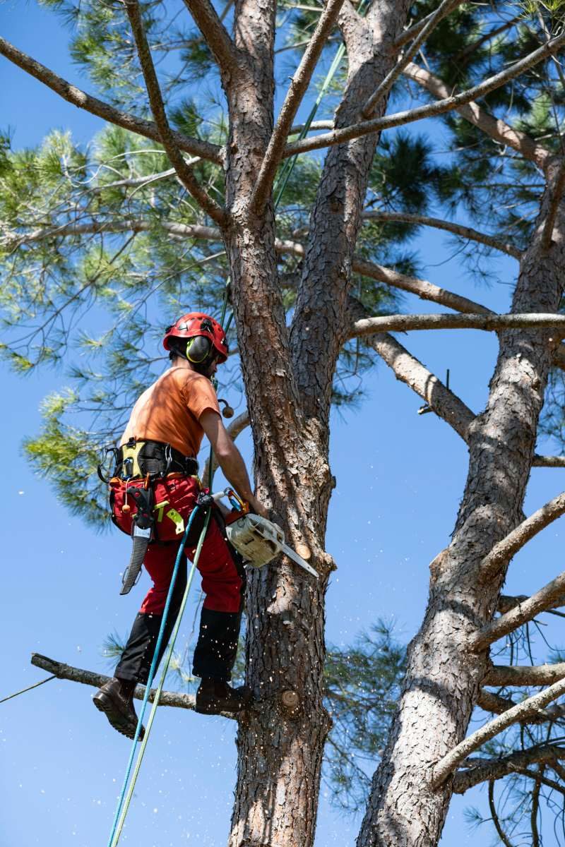 Lumberjack with chainsaw and harness pruning a tree